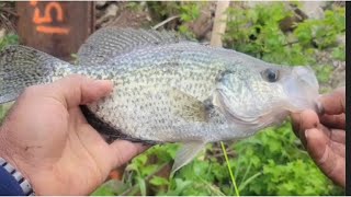 Catching crappie and cooking walleye [upl. by Eilrahs]