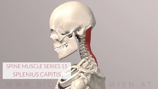 Splenius Capitis Spine Series 15 Neck Muscles 3D Animation [upl. by Harold]