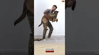 DOG TRAINING malinois dogtraining dog doglover pubg k9 dogbreed [upl. by Laen]