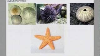 Invertebrate Diversity pt 4 Echinoderms amp Intro Chordates [upl. by Alehcim]