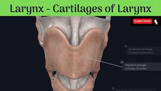 Larynx  Cartilages of the larynx  Paired and Unpaired  Attachments Anatomy mbbs education [upl. by Keg]