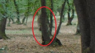 HoiaBaciu  The Worlds Most Haunted Forest Documentary [upl. by Anomor]