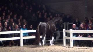 Ferguson kwpn Stallion Show Van Uytert 2015 [upl. by Eirallih339]