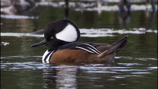 4K 60FPS  Hooded Merganser in The Netherlands [upl. by Christiansen]