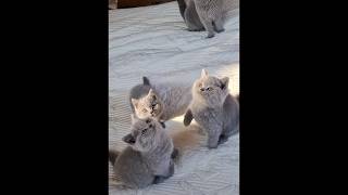 Litter V of Outstanding Cats 3 British Shorthair Blue Kittens britishshorthair pisicabritish [upl. by Zigrang]