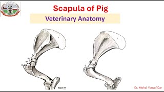 scapula of pig ScapulaVeterinary AnatomyBVSc [upl. by Ferd]