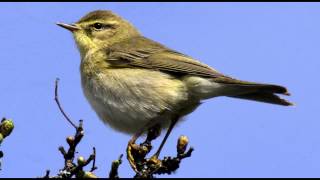 Willow Warbler Bird call Bird song [upl. by Romeon338]