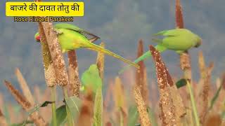 Rose ringed Parakeet birdsinbareilly birdsinvillage birdsvideoindia totekavideo [upl. by Syla]