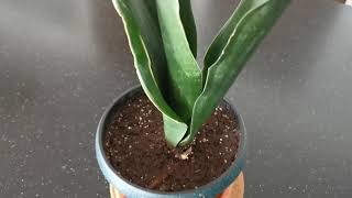 Black Diamond Sansevieria Dracaena [upl. by Bond]