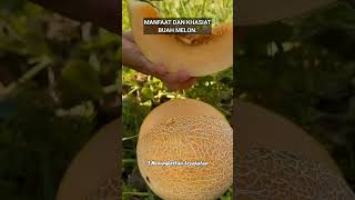 MANFAAT DAN KHASIAT BUAH MELON manfaatkhasiatbuahmelon buahmelon buah melon buahbuahan [upl. by Morey]