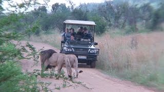 Lions of Pilanesberg Game Reserve South Africa [upl. by Georgeanna]