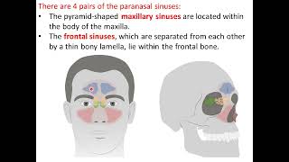 Upper respTractnose paranasal sinusespharynx [upl. by Holladay713]