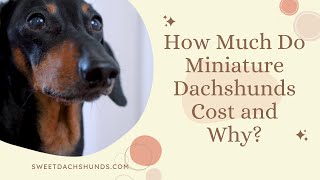 How Much Do Miniature Dachshunds Cost and Why [upl. by Pisarik]