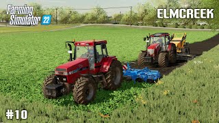 Harvesting Oilseed Radish amp Drilling Corn  10 Elmcreek  Farming Simulator 22 [upl. by Ynatirb]