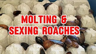 How To Sex Dubia Roaches For Breeding amp Molting Stages Good Info For a Starter Dubia Roach Colony [upl. by Haerle]