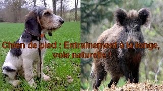 Chien de pied  Entraînement à la longe  Sanglier [upl. by Leilah]