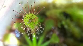 Drosera capillaris timelapse [upl. by Natasha445]