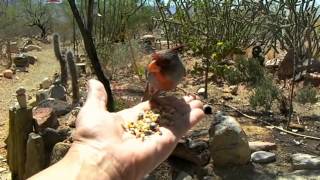 Pyrrhuloxia Part 4 The return of the smart pyrrhuloxia [upl. by Mulloy]