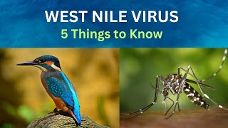 West Nile Virus 5 things [upl. by Drisko10]