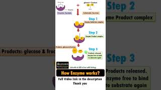 How Enzymes work  Bioshorts from biologyexams4u [upl. by Aradnahc]