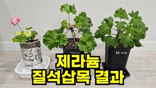 제라늄 질석 삽목 결과 보기 [upl. by Bertine]