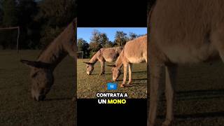 Moraleja  El BURRO contrato a un mono 🙈 [upl. by Nuahsor]