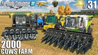 BIG TIME FARMING for 2000 COWS RUNNING 3 COMBINES  2000 Cows Farm 31  Farming Simulator 22 [upl. by Barhos]