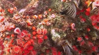 Acorn Barnacles amp Strawberry Anemones in Monterey Bay [upl. by Chaing144]