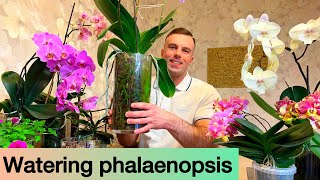 WATERING PHALAENOPSIS It’s easy Orchids in glass and regular pots [upl. by Jaye744]