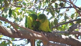 Casal de Periquitão maracanã namorando na natureza [upl. by Brinn902]