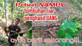 POHON NAMPU tumbuhan yang lagi viral pesaing PORANG [upl. by Edwin]