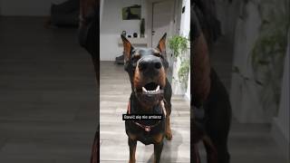 Doberman vs pomarańcza 4 [upl. by Suanne]