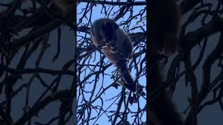 Cute Ringtail Possum Chewing On Branches possum cuteanimals shorts [upl. by Hennessey664]