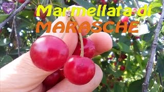 MARMELLATA DI MARASCHE [upl. by Handler448]