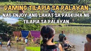 DAMING TILAPIA SA PALAYAN SAAN GALING KAYA ITO MADAM BRENDA NATUWA Simply Amory [upl. by Haywood]