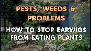 How to Stop Earwigs From Eating Plants [upl. by Kelam399]