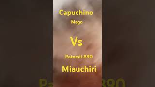 Capuchino mago vs patomil 890 miauchiri [upl. by Layton416]