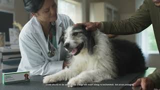 Librela  Osteoarthritic Injection Treatment for Dogs [upl. by Ylyl]