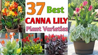 37 Canna Lily Varieties  Canna Lily Flower Plant types  Plant and Planting [upl. by Leahcimluap]