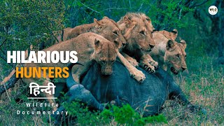 Hilarious Hunters  हिन्दी डॉक्यूमेंट्री  Epic Fails of the Predator Kingdom documentary in Hindi [upl. by Yxor216]