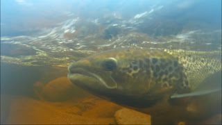 Chéticamp River Nova Scotia Canada Atlantic Salmon 20160923 [upl. by Notlrac810]