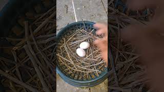 Pigeon making nest pigeon kabootar [upl. by Marylee]