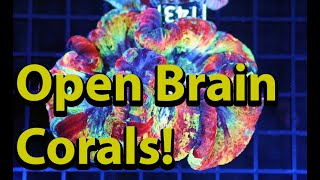 Keeping Open Brain Corals [upl. by Samson598]