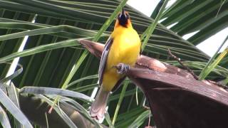 Birdwatching Colima  Streakbacked Oriole [upl. by Idden394]