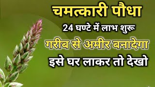 अपामार्ग पौधा  Apamarga Plant अपामार्ग चिरचिटा की जड़ Chirchita Ke totke [upl. by Braynard]