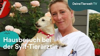 Hausbesuch bei SyltTierärztin Stephanie Petersen [upl. by Aivyls]