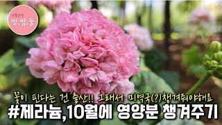 제라늄영양보충해주기 우분사용법 미리근사용법 제라늄분갈이 멍밥풀 [upl. by Norah]