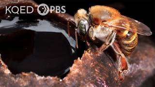 Stingless Bees Guard Tasty Honey With Barricades Bouncers and Bites  Deep Look [upl. by Elleina]