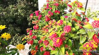 Lantana ko Winters mein kese Grow kare [upl. by Aneroc]