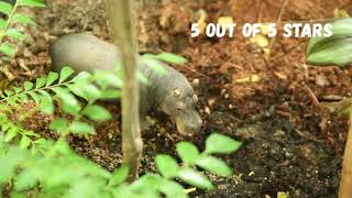 Schleich Hippopotamus  Kids Toys quotQUICKquot Review  ToyMToy Hippopotamus Sound [upl. by Akemahc]